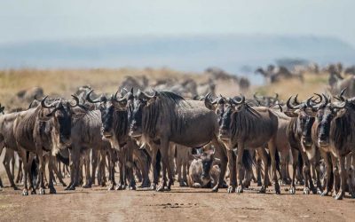 8 Days Wildebeest Calving Experience