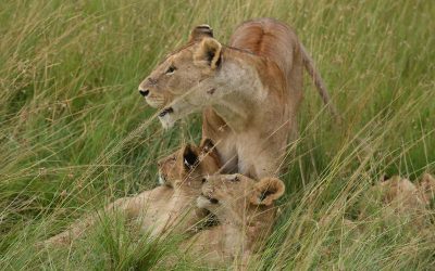 7 Days Masai Mara Experience