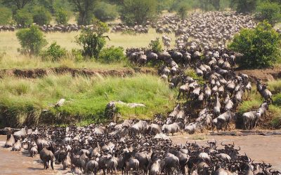 6 Days Masai Mara – The Great Migration Experience