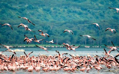 10 Days Kenya Wildlife & Birdwatching