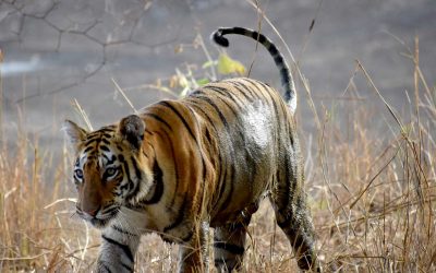 5 Days Tadoba Wildlife Experience