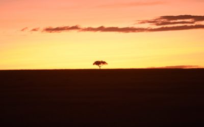 The best safari experience: Kenya or Tanzania