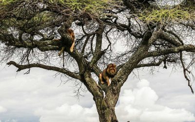 Meet the tree-climbing lions of East Africa