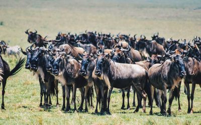 The Great Wildebeest Migration – An Ultimate Guide