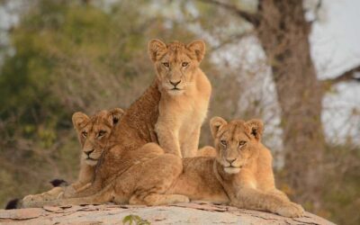 6 Days Classic Kruger National Park Tour