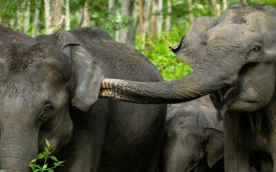 16 Days Wildlife tour of South India