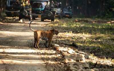 14 Days Tigers, Birding And Heritage Tour Of North India